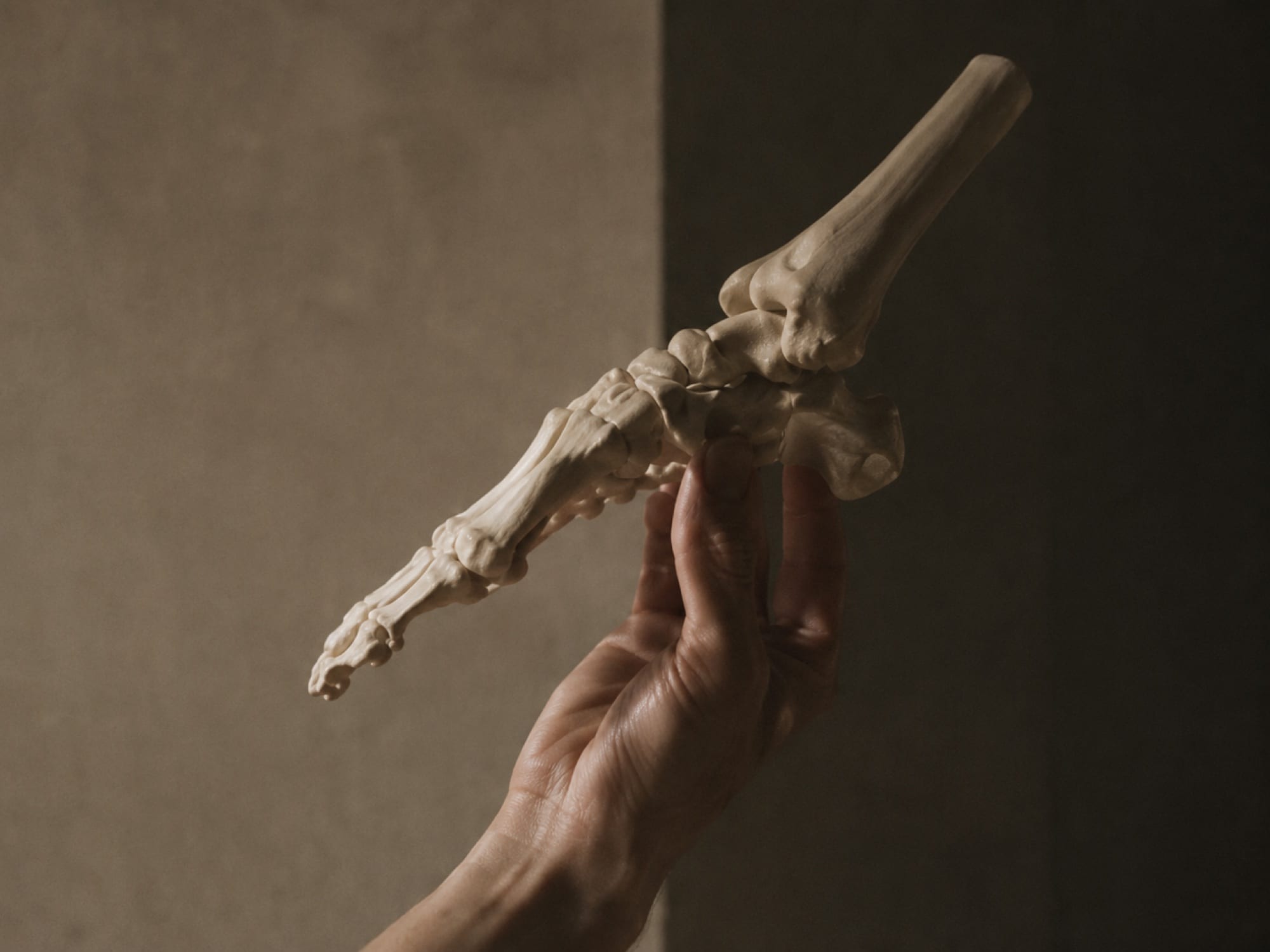 A hand holding an anatomical model of the bones of the foot.